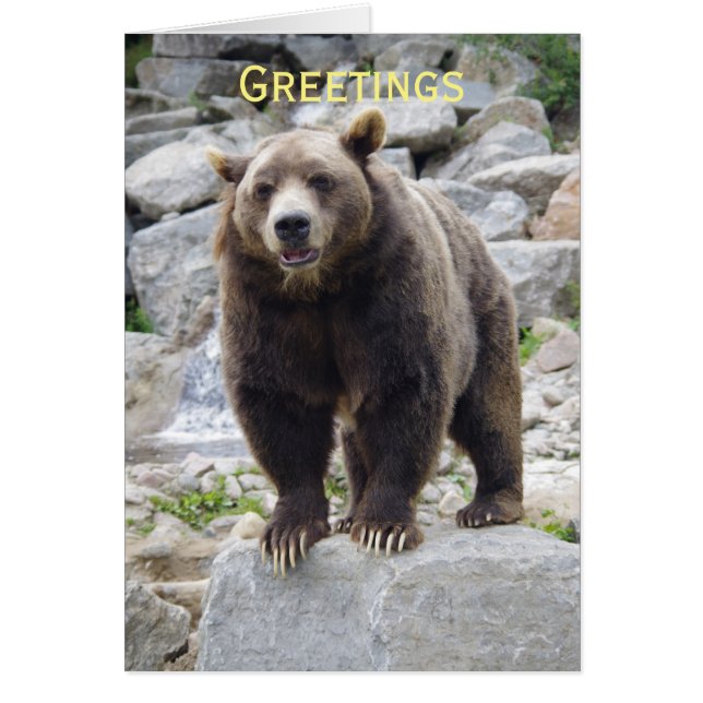 Kodiak-beer op een rots (Voorkant)