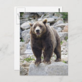 Kodiak-Beer op een rots Briefkaart (Voorkant / Achterkant)