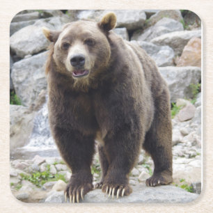 Kodiak-Beer op een rots Kartonnen Onderzetters