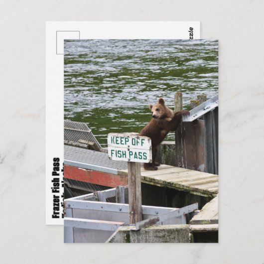 Kodiak Beer overtreedt de regels Briefkaart (Voorkant / Achterkant)