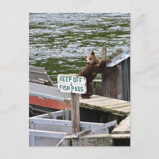 Kodiak Beer overtreedt de regels Briefkaart (Voorkant)