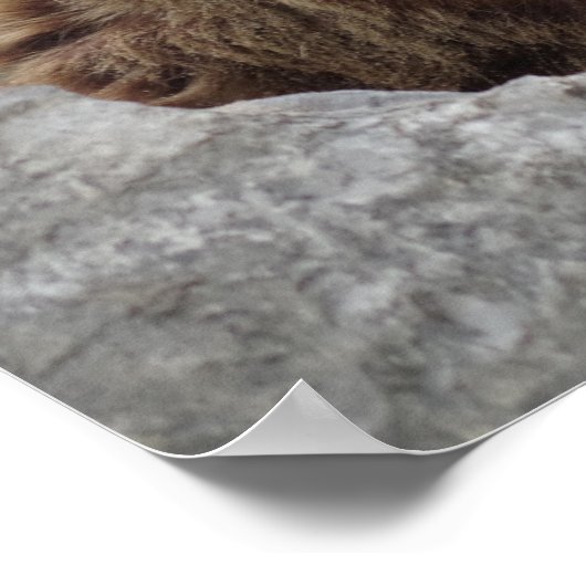 Kodiak-Beer Poster (Hoek)