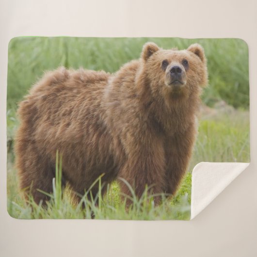 KODIAK-BEER SHERPA DEKEN (Voorkant (horizontaal))