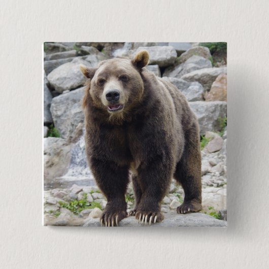 Kodiak-beer Vierkante Button 5,1 Cm (Voorkant)