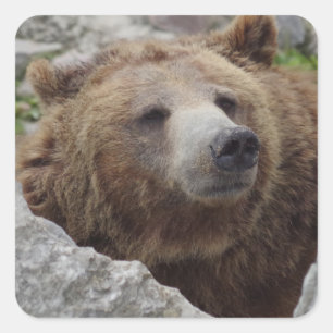 Kodiak-Beer Vierkante Sticker