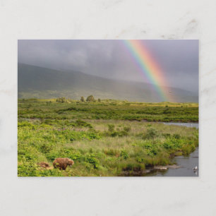 Kodiak Beren onder de regenboog Briefkaart