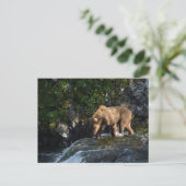 Kodiak Brown Bear Looking For Salmon Briefkaart (Staand voorkant)
