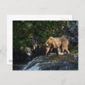Kodiak Brown Bear Looking For Salmon Briefkaart (Voorkant / Achterkant)