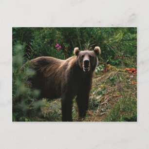 Kodiak Brown Beer Briefkaart