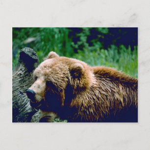 Kodiak Brown Beer Briefkaart
