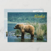 Kodiak-bruin beer, Alaska Briefkaart (Voorkant / Achterkant)
