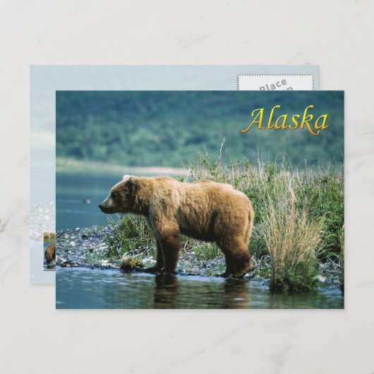 Kodiak-bruin beer, Alaska Briefkaart (Voorkant / Achterkant)