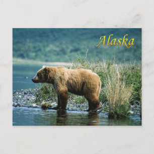 Kodiak-bruin beer, Alaska Briefkaart