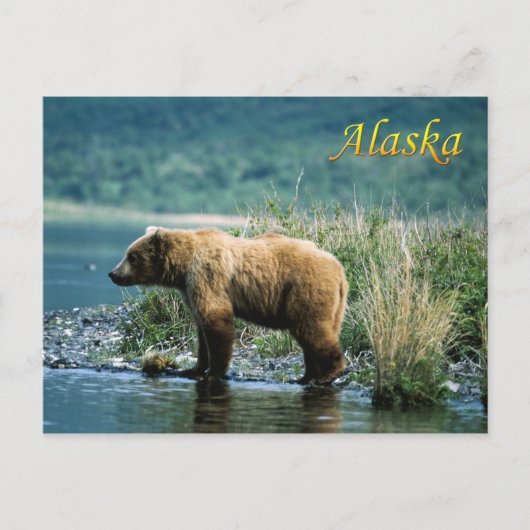 Kodiak-bruin beer, Alaska Briefkaart (Voorkant)