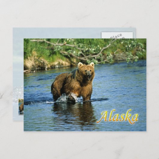 Kodiak-bruin beer, Alaska Briefkaart (Voorkant / Achterkant)