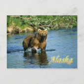Kodiak-bruin beer, Alaska Briefkaart (Voorkant)