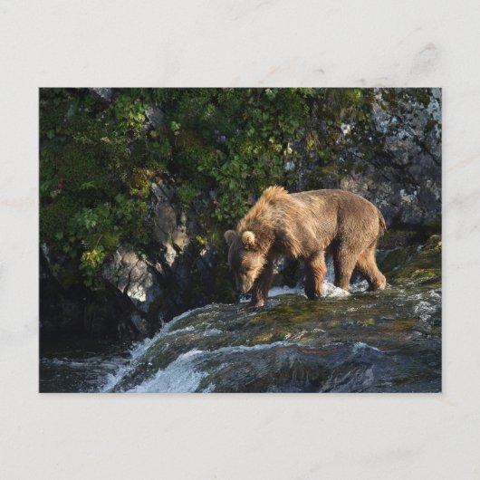 Kodiak Bruine Beer Op Zoek Naar Zalm Briefkaart (Voorkant)
