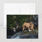 Kodiak Bruine Beer Op Zoek Naar Zalm Briefkaart (Voorkant / Achterkant)