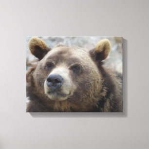 Kodiakbeer Close-up Canvas Afdruk