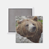 Kodiakbeer Magneet (Voorkant / Achterkant)