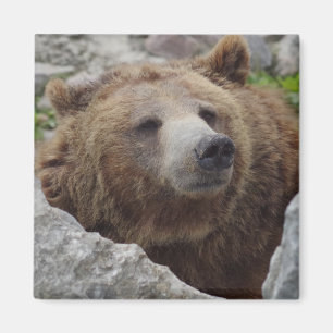 Kodiakbeer Magneet