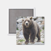 Kodiakbeer magneet (Voorkant / Achterkant)