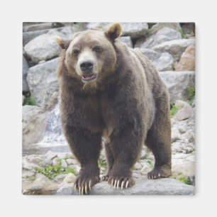 Kodiakbeer magneet