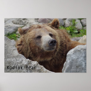 Kodiakbeer Poster