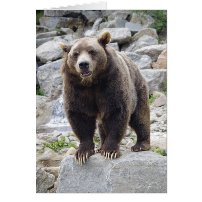 Kodiakbeer staand op een rots (Voorkant)