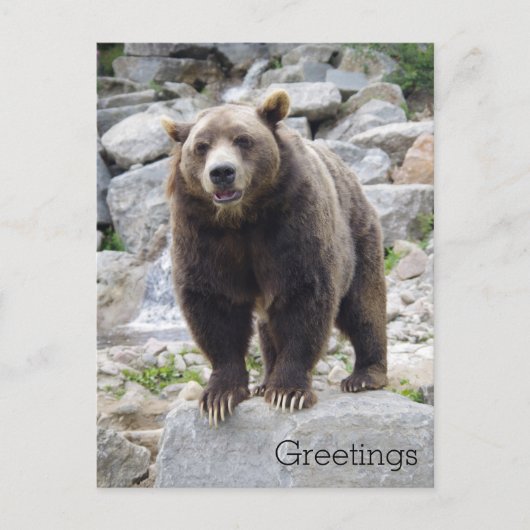 Kodiakbeer staand op een rots briefkaart (Voorkant)