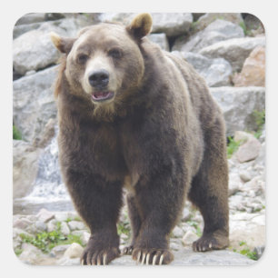 Kodiakbeer staand op een rots vierkante sticker