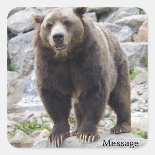 Kodiakbeer staand op een rots vierkante sticker