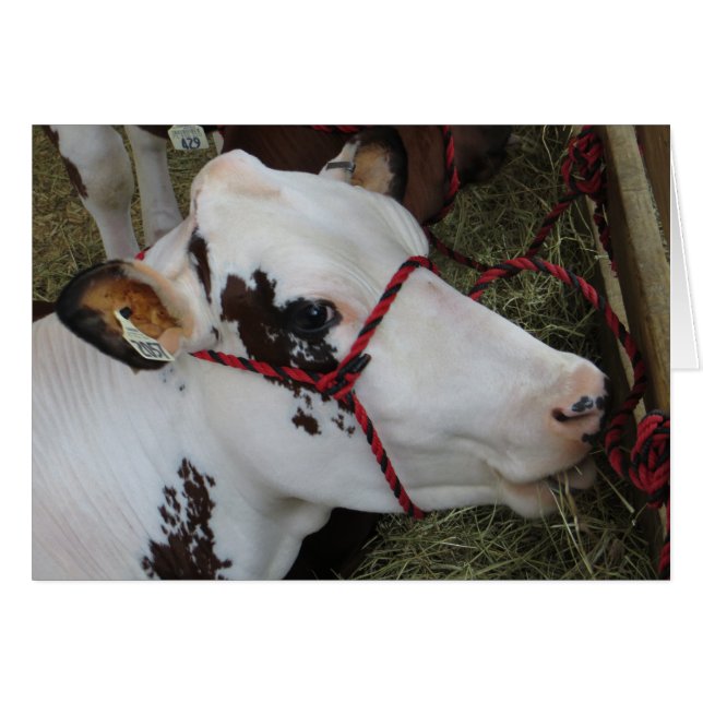 Koe (Voorkant Horizontaal)