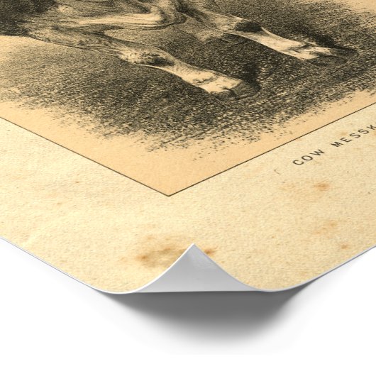  Koe 1888 Afdrukken Poster (Hoek)