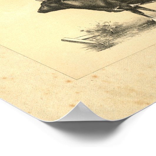  Koe 1888 Afdrukken Poster (Hoek)