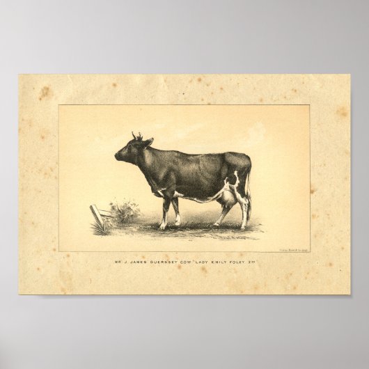  Koe 1888 Afdrukken Poster (Voorkant)