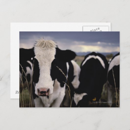 KOE 3 BRIEFKAART (Voorkant / Achterkant)