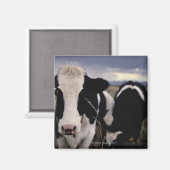 KOE 3 MAGNEET (Voorkant / Achterkant)