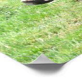 Koe 52 kijkt naar You Photo Poster Art (Hoek)