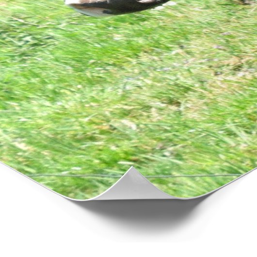 Koe 52 kijkt naar You Photo Poster Art (Hoek)