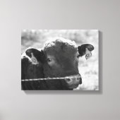 Koe achter Barbed Wire Black en White 11x14 Canvas Afdruk (Voorkant)