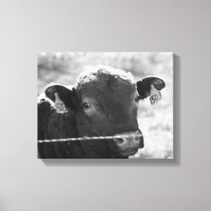 Koe achter Barbed Wire Black en White 11x14 Canvas Afdruk