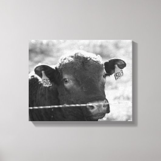Koe achter Barbed Wire Black en White 11x14 Canvas Afdruk (Voorkant)