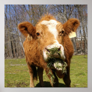 Koe afdrukken poster