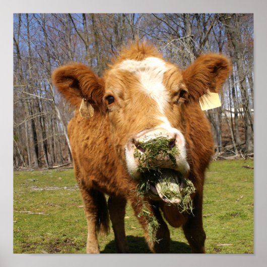 Koe afdrukken poster (Voorkant)