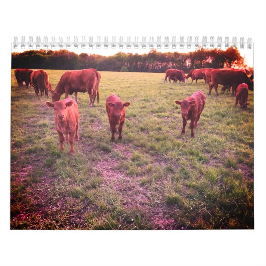 Koe agenda kalender (Hoes)