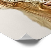 Koe Albino Highland Poster (Hoek)