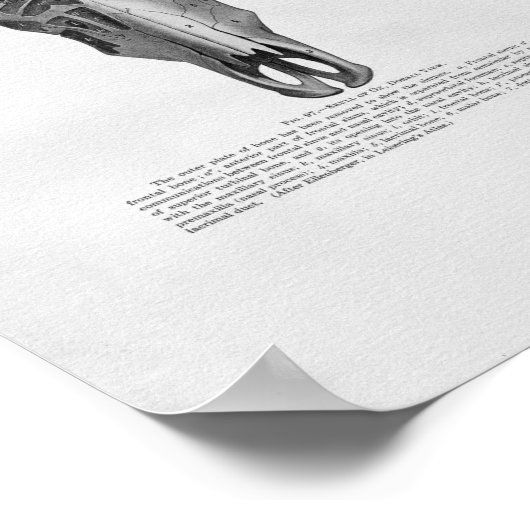 Koe Anatomie  afdrukken Poster (Hoek)