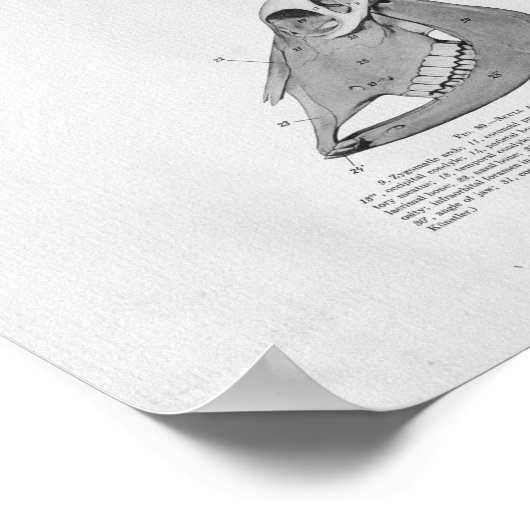 Koe Anatomie  afdrukken Poster (Hoek)