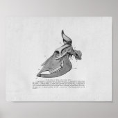 Koe Anatomie  afdrukken Poster (Voorkant)